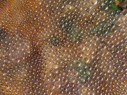 Dew drops, close-up - TLF00011