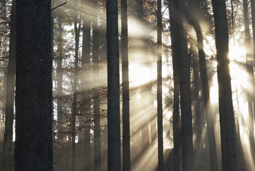 Deutschland, Berlingen, Nebel im Wald - SHF00169