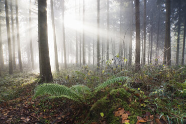 Deutschland, Berlingen, Farn im nebligen Wald - SHF00167