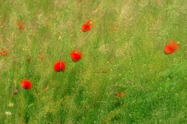 Mohnblumen auf einem Feld - SMF00116