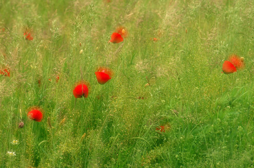 Poppies growing in field - SMF00116