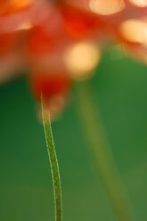 Corn Poppy, Close-up - SMF00113