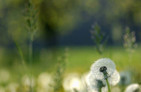 Dandelion, close-up stock photo