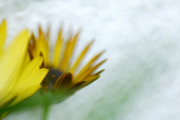 Daisy Bush, Close-up - SMF00096