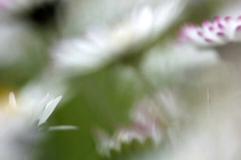 Gänseblümchen, Nahaufnahme, lizenzfreies Stockfoto