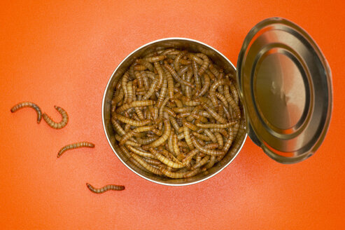 Mealworms in tin, (Tenebrio molitor linnaeus) close-up - THF00535