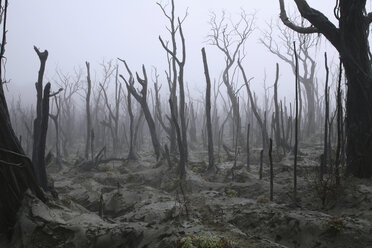 Südpazifik, Insel Vanuatu, Ambae, Lava des Aoba-Vulkans zerstört den Wald - RM00180