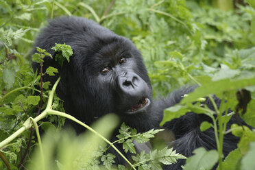 Virunga-Gebirge, Ruanda, Berggorilla - RM00175