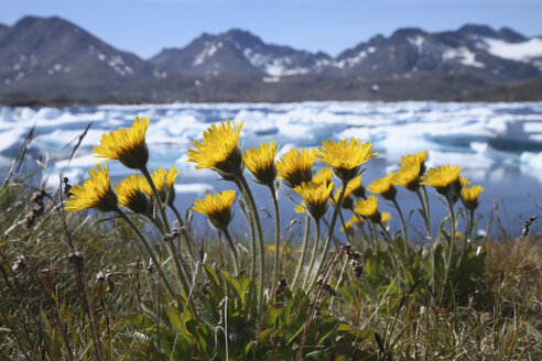 Grennland, Blumenwiese - RM00154