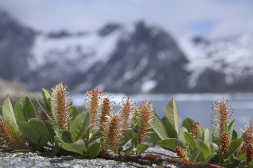 Greenland, Dappled willow, close-up - RM00151