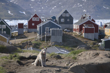 Grönland, Tasiilaq, Schlittenhund - RM00148