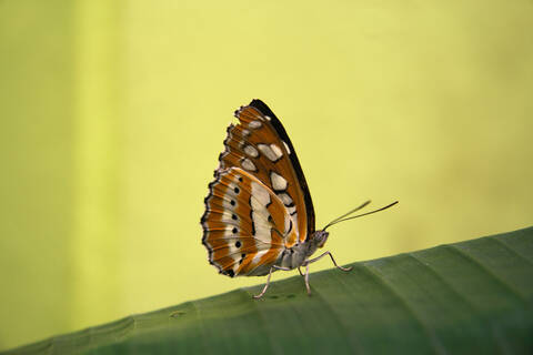 Common Sergeant, (Athyma perius), close-up stock photo