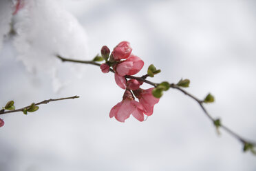 Blüten auf Zweig mit Schnee, Nahaufnahme - TCF00073