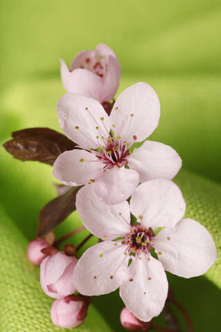 Kirschblüten, Nahaufnahme, lizenzfreies Stockfoto