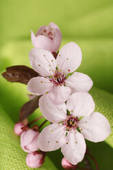 Kirschblüten, Nahaufnahme - 00281LR-U