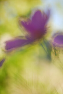 Cosmos (Cosmea), close-up - SMF00126