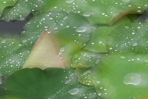 Waterdrops on lotus leaves (Nymphaea), close-up stock photo