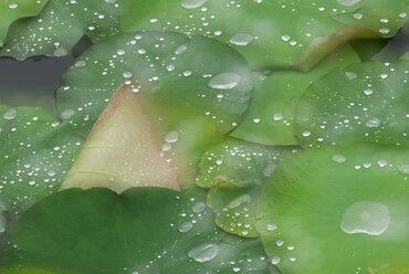 Waterdrops on lotus leaves (Nymphaea), close-up - SMF00123