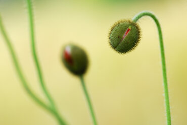 Zwei Knospen des Isländischen Mohns (Papaver nudicaule), Nahaufnahme - SMF00120