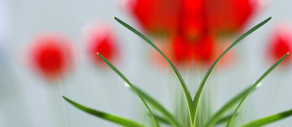 Rote Tulpen, Nahaufnahme - SM00103