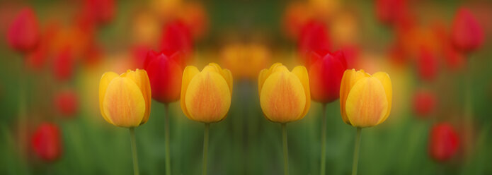 Tulips, Close-up - SM00101
