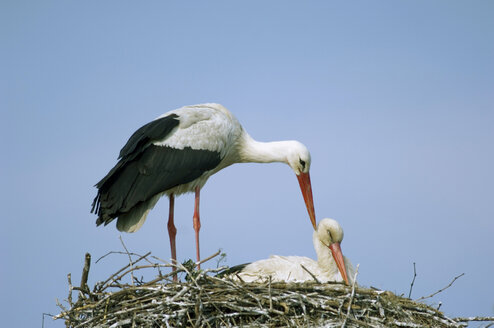 Storks in nest, close-up - EKF00875