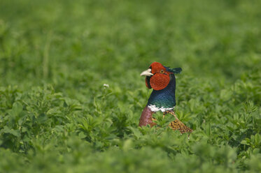 Pheasant in field, close-up - EKF00873