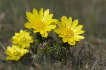 Adonis vernalis, Nahaufnahme - EKF00868