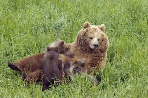 Braunbär mit Jungtier, lizenzfreies Stockfoto