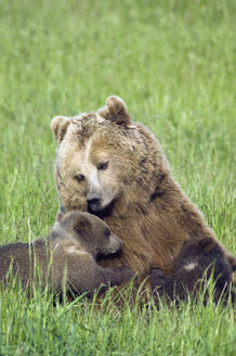 Braunbär mit Jungtier - EKF00856