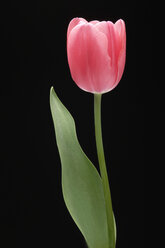 Pink tulip, close-up - CRF01265