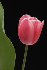 Pink tulip, close-up - CRF01263