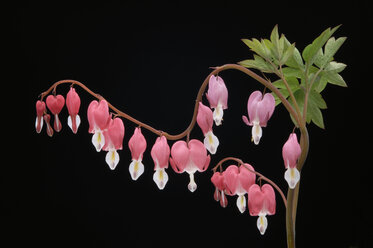 Blutende Herzblume (Dicentra spectabilis), Nahaufnahme - CRF01254