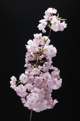 Rosa Kirschblüte, Nahaufnahme - CRF01243