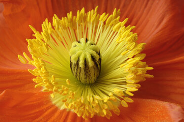 Corn poppy flower, close-up - CRF01226