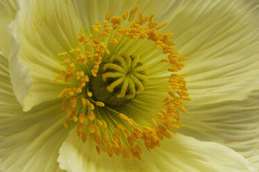 Corn poppy flower, close-up - CRF01225