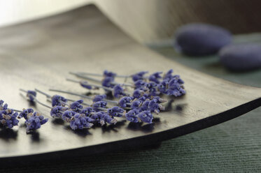 Getrockneter Lavendel, Nahaufnahme - ASF03337