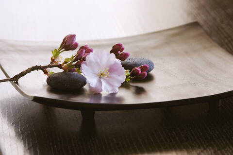 Kirschblüte Nahaufnahme, lizenzfreies Stockfoto