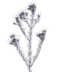 Wax flower (Hoya carnosa) - TLF00172