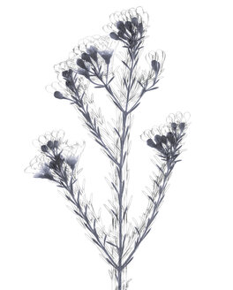 Wachsblume (Hoya carnosa) - TLF00172