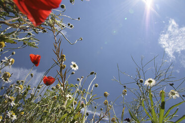 Poppies in a Meadow, close-up - TL00143