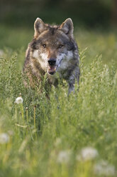 Europäischer Grauwolf (Canis lupus), Nahaufnahme - FOF00301