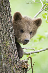 European Brown bear cub in tree (Ursus arctos), close-up - FOF00299