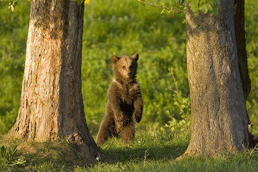 Europäischer Braunbär (Ursus arctos) auf den Hinterbeinen stehend, Nahaufnahme - FOF00297