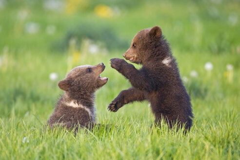 European Brown Bear Cubs Playing ((Ursus arctos), close-up - FOF00291