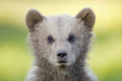 Europäisches Braunbärenjunges (Ursus arctos), Nahaufnahme - FOF00288