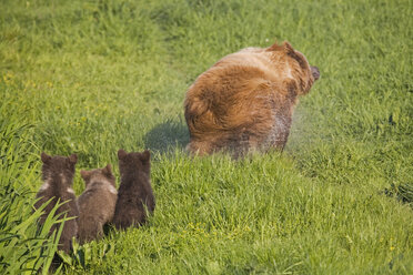 European Brown Bear With Cubs, (Ursus arctos) - FOF00285