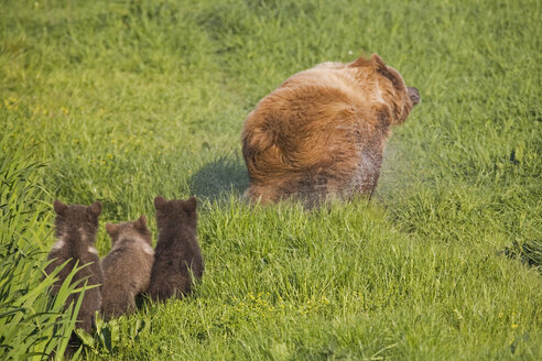 Europäischer Braunbär mit Jungtieren, (Ursus arctos) - FOF00285