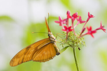 Julia Schmetterling, (Dryas julia), Nahaufnahme - FOF00275