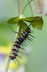 Caterpillar on leaf, (Dryas julia ), close-up - FOF00273